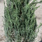 Borievka skalná (Juniperus scopulorum) ´BLUE ARROW´- výška 150-180 cm, kont. C15L